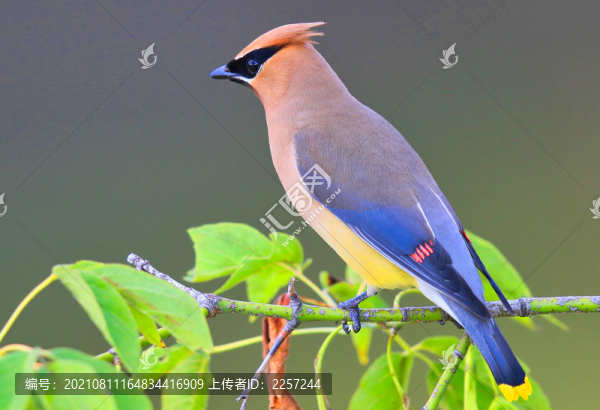 太平鳥