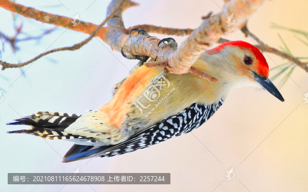 紅腹啄木鳥(niǎo)