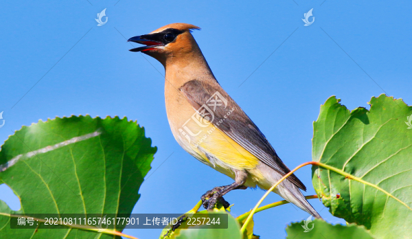 太平鳥(niǎo)