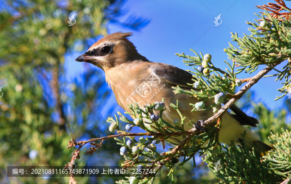 太平鳥(niǎo)
