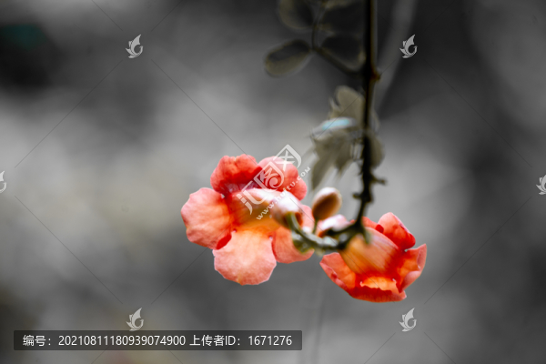 凌霄花