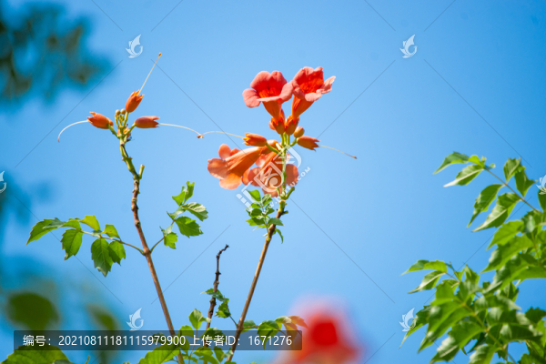 天空凌霄花