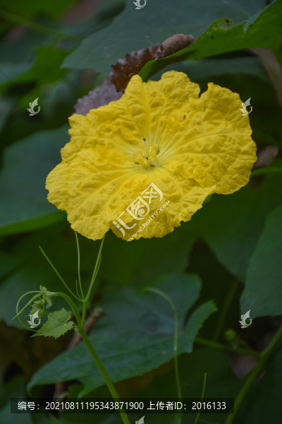 絲瓜花