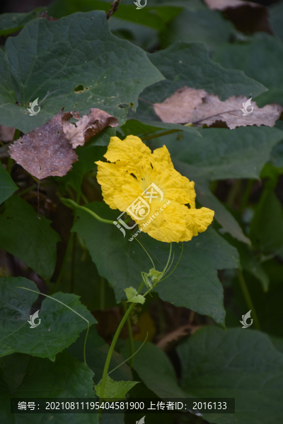 絲瓜花
