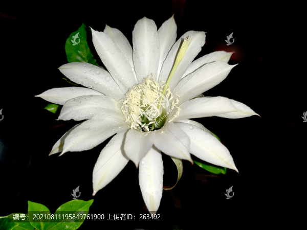 仙人掌白花