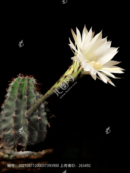 仙人棒開花
