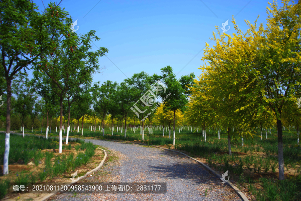 北京大興區(qū)魏善莊城市森林公園