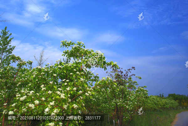 北京大興區(qū)魏善莊城市森林公園