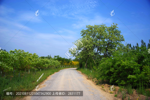 北京大興區(qū)魏善莊城市森林公園
