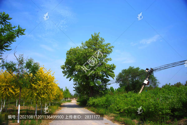 北京大興區(qū)魏善莊城市森林公園