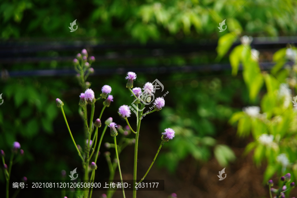 北京大興區(qū)魏善莊城市森林公園