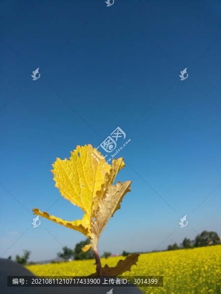 壩上草原藍天樹葉