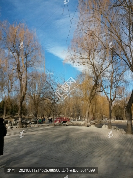 圓明園樹