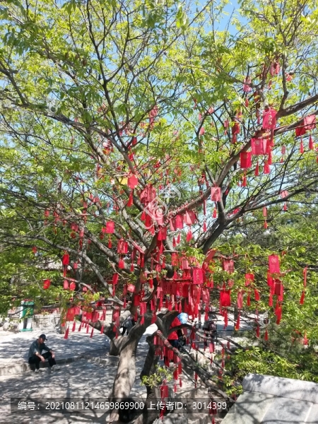 平安許愿樹