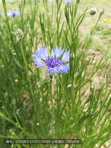 一朵藍花矢車菊
