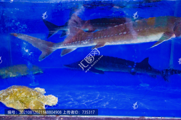 中華鱘甲魚(yú)