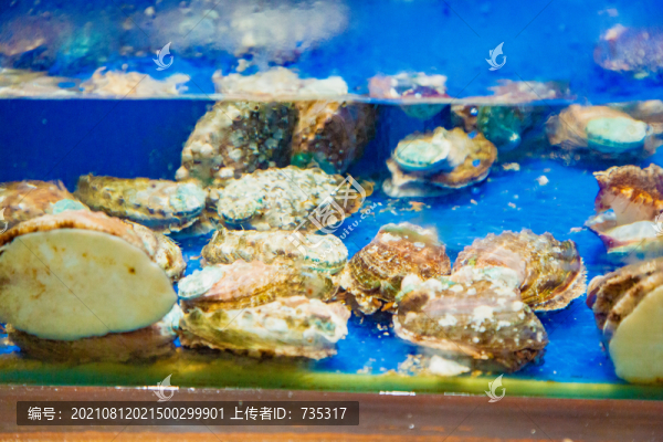 鮑魚