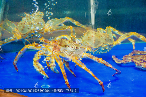 帝王蟹