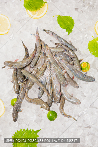 彈涂魚
