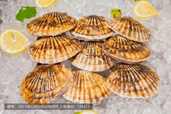 鮮活大扇貝