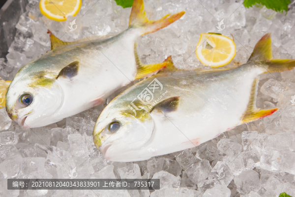 生鮮金鯧魚