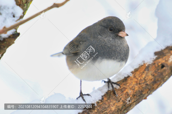 鹀