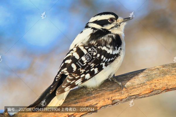 大斑啄木鳥(niǎo)