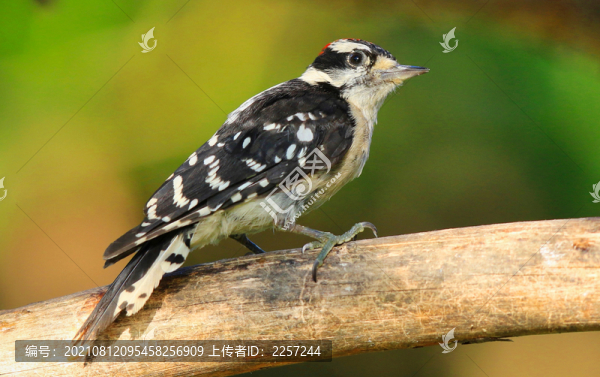 大斑啄木鳥