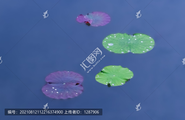 蓮塘
