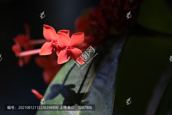 龍船花