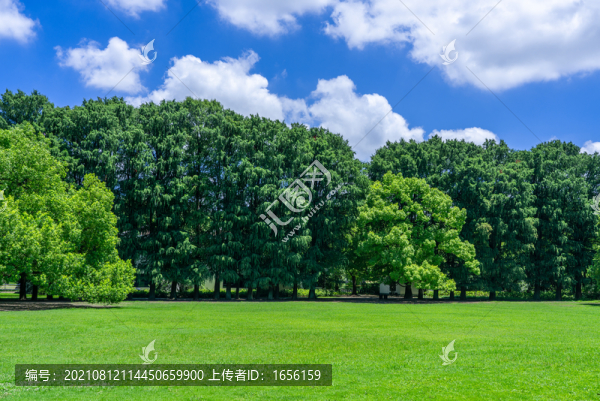 陽光樹林
