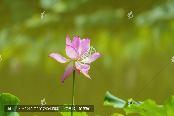 一朵荷花