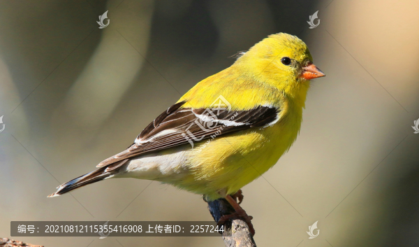 金翅雀
