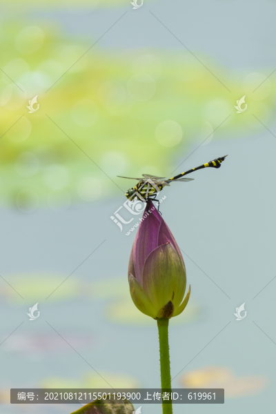 蜻蜓立在荷花上