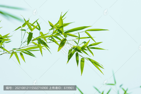 竹枝