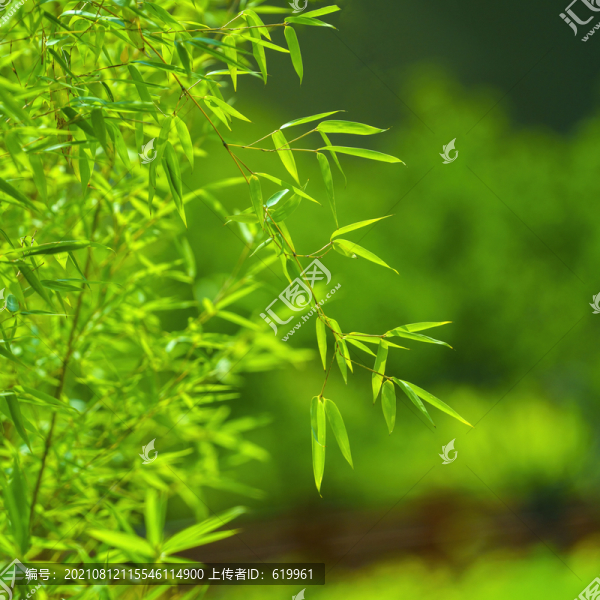 翠竹