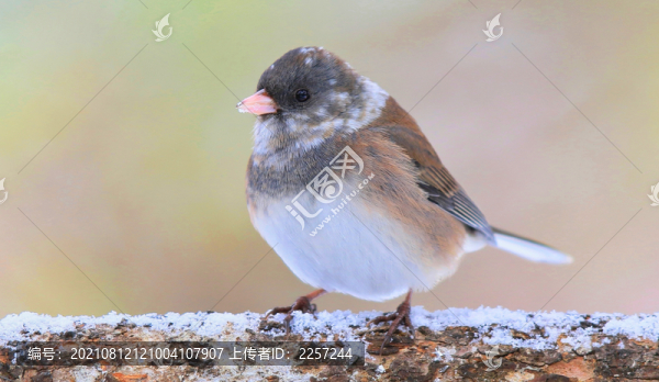 鹀