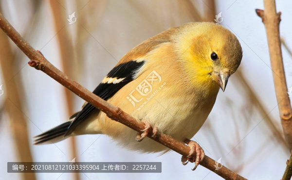 金翅雀
