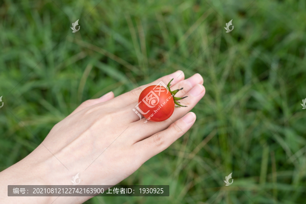 手背上的小西紅柿