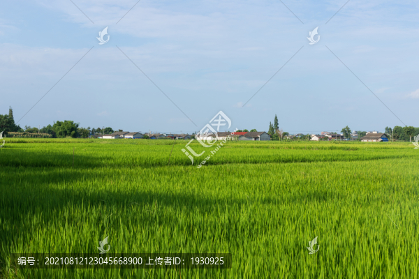 稻田