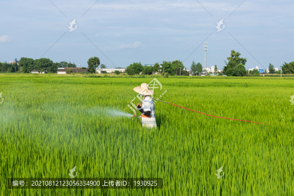 稻田