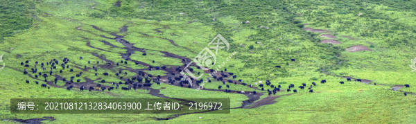 風(fēng)吹草低現(xiàn)牛羊圖片