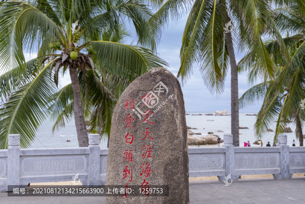 海邊椰林