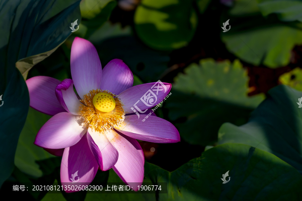 荷花盛開的長春凈月潭風(fēng)景