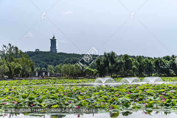 荷花盛開的長春凈月潭風景