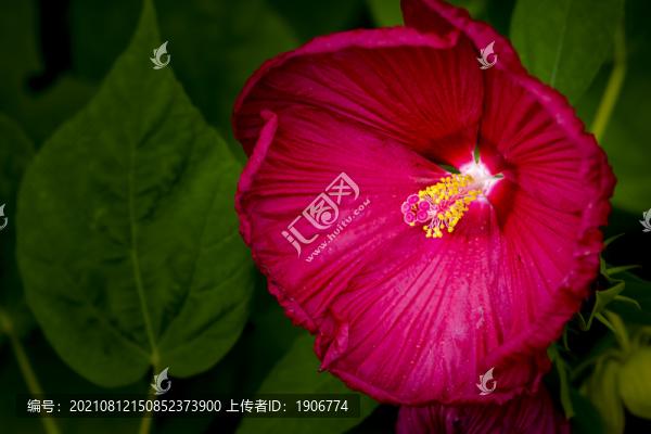 盛開的芙容葵