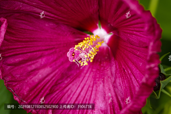 盛開的芙容葵