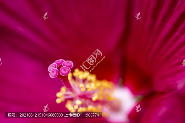 盛開的芙容葵