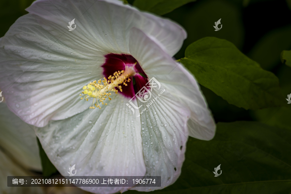 盛開的芙容葵