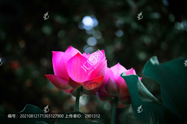 荷花特寫